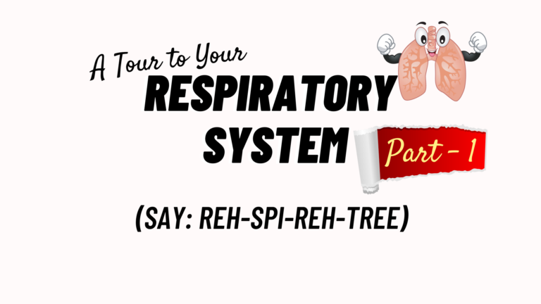A Tour to Your Respiratory System (Part 1)